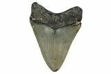Juvenile Megalodon Tooth - North Carolina #338524-1